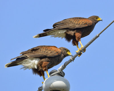 HARRIS'S HAWK