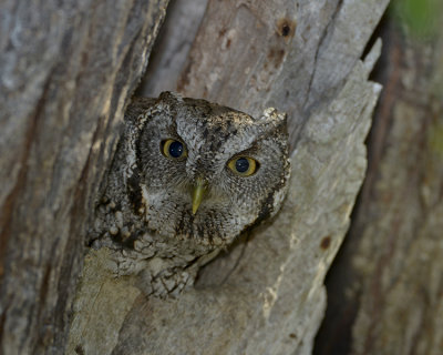 EASTERN SCREECH-OWL