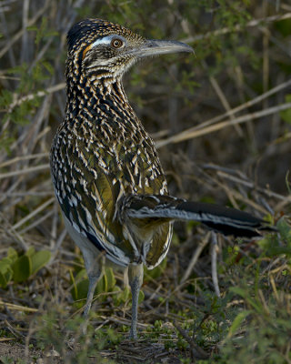 GREATER ROADRUNNER