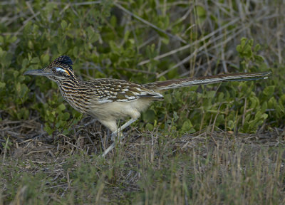 GREATER ROADRUNNER