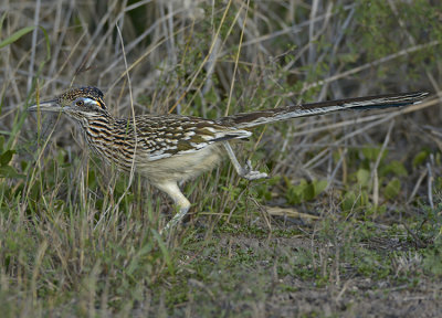 GREATER ROADRUNNER