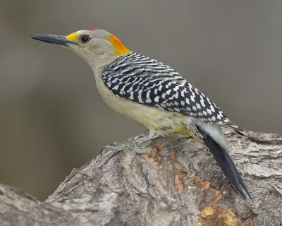 GOLDEN-FRONTED WOODPECKER