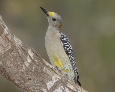 GOLDEN-FRONTED WOODPECKER