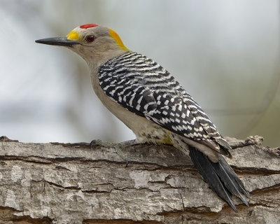 GOLDEN-FRONTED WOODPECKER