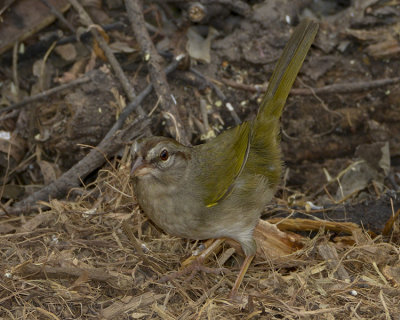 OLIVE SPARROW