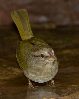 OLIVE SPARROW