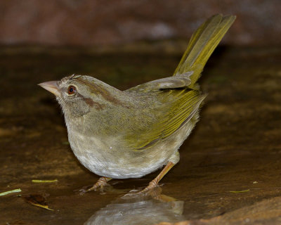 OLIVE SPARROW