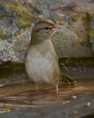 OLIVE SPARROW