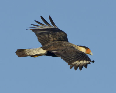 CRESTED CARACARA