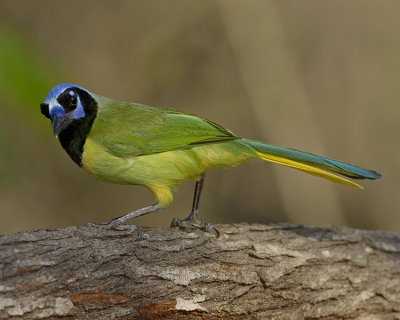 GREEN JAY