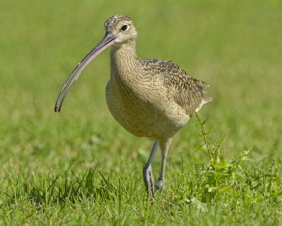 LONG-BILLED CURLEW