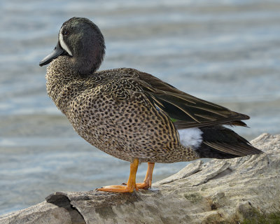 BLUE-WINGED TEAL