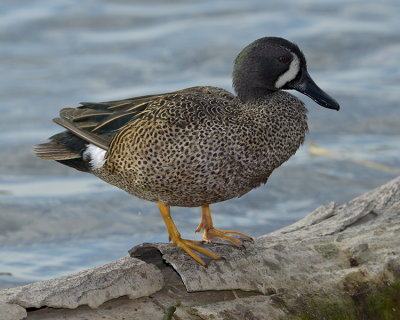 BLUE-WINGED TEAL