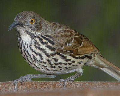 LONG-BILLED THRASHER