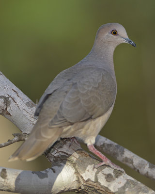 WHITE-TIPPED DOVE