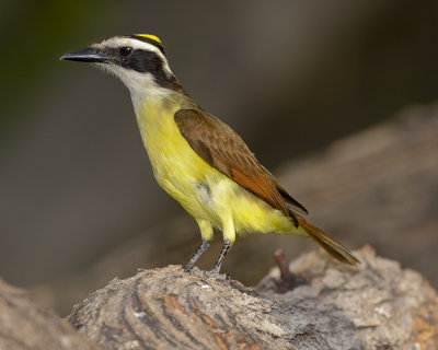 GREAT KISKADEE
