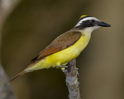 GREAT KISKADEE