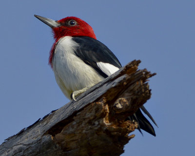 RED-HEADED WOODPECKER