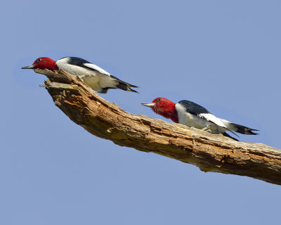 RED-HEADED WOODPECKER