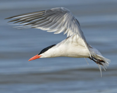 ROYAL TERN