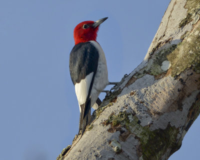 RED-HEADED WOODPECKER