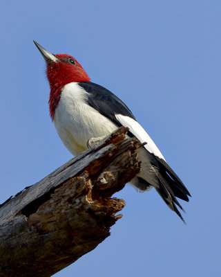 RED-HEADED WOODPECKER