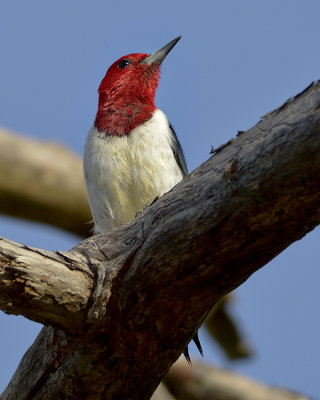 RED-HEADED WOODPECKER
