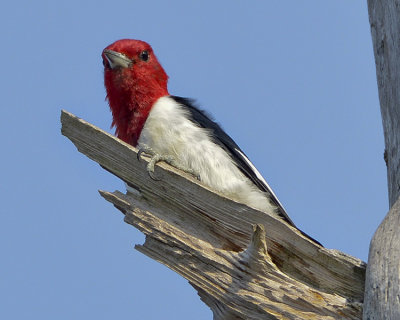 RED-HEADED WOODPECKER