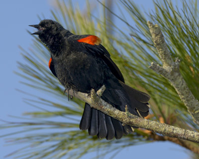 RED-WINGED BLACKBIRD