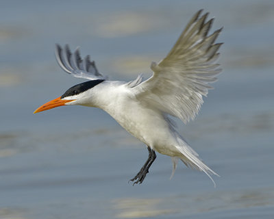 ROYAL TERN