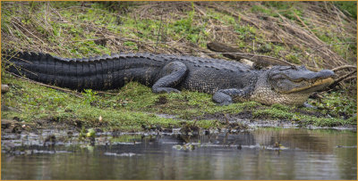 One Big Louisiana Alligator