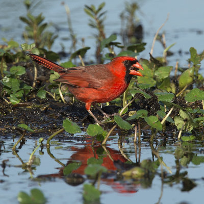 Northern Cardinal