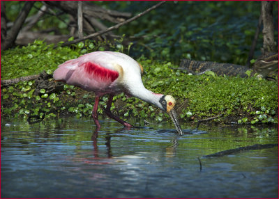 Roseate Spoonbill