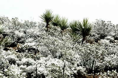 YUCCA AND OTHER VEGETATION
