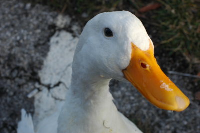 THE FRIENDLY DUCK