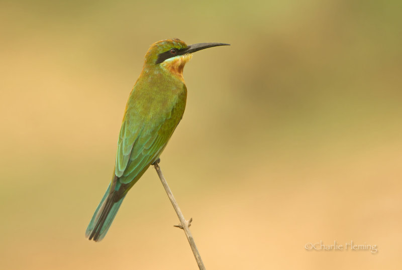 Blue-tailed Bee-eater - Merops philippinus 