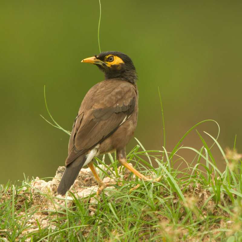 Indian Myna (Acridotheres tristis)