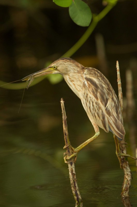 Yellow Bittern (Ixobrychus sinensis)