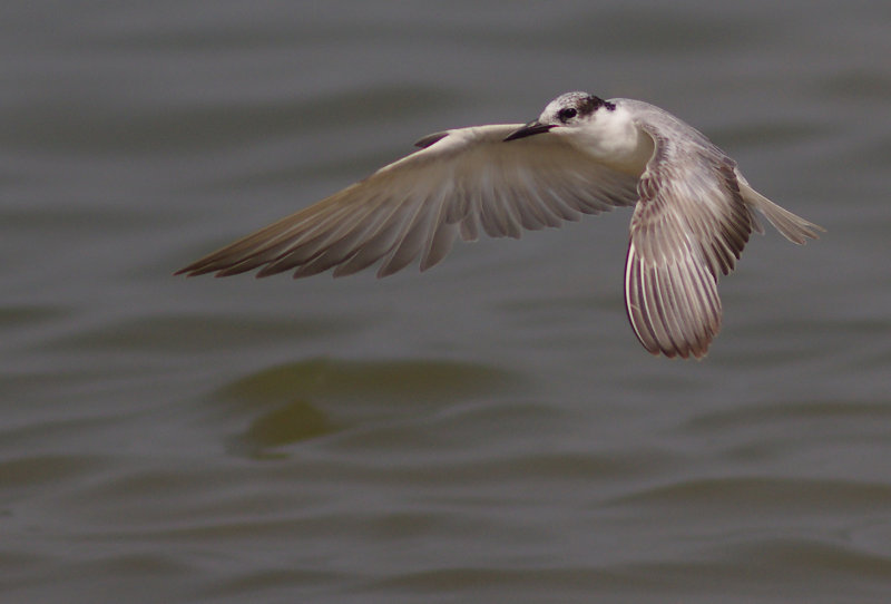 Whiskered Tern (Chlidonias hybrida)