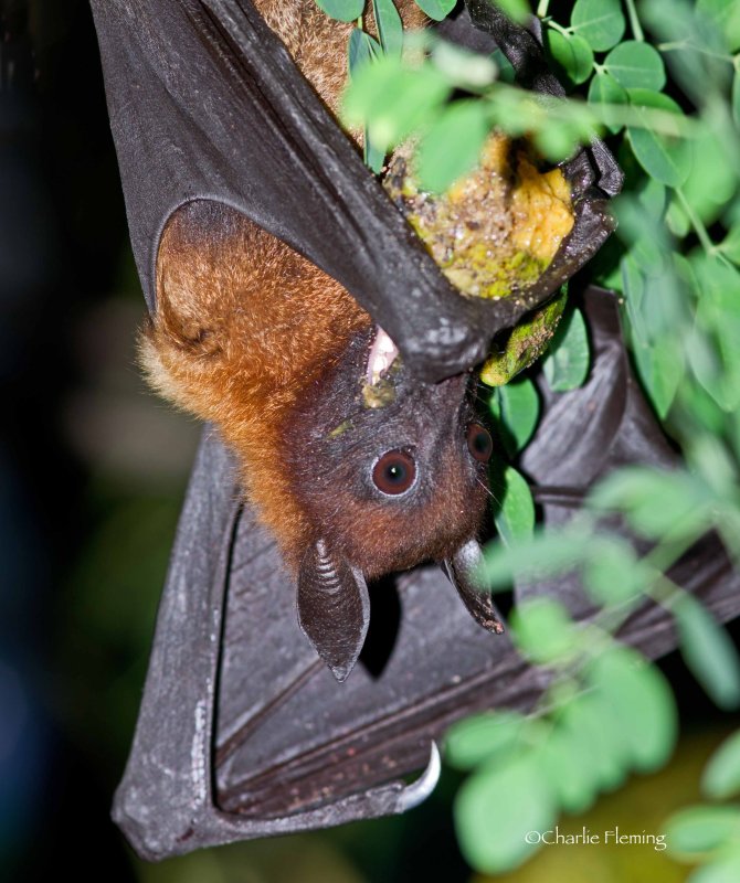 Indian Flying-fox - Pteropus giganteus