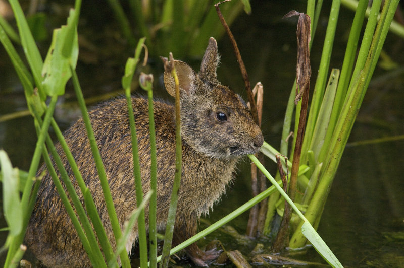 Marsh Rabbit  (Sylvilagus palustris) 