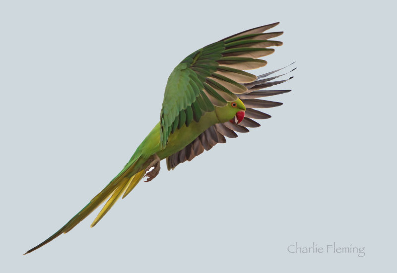 Ringnecked Parakeet