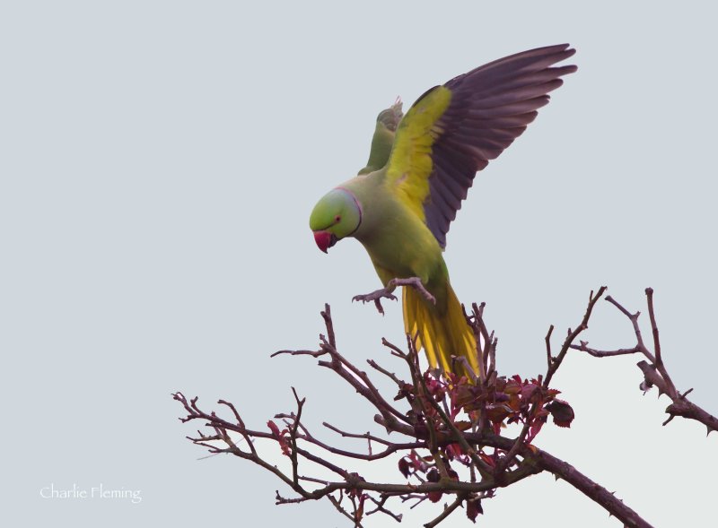 Ringnecked Parakeet