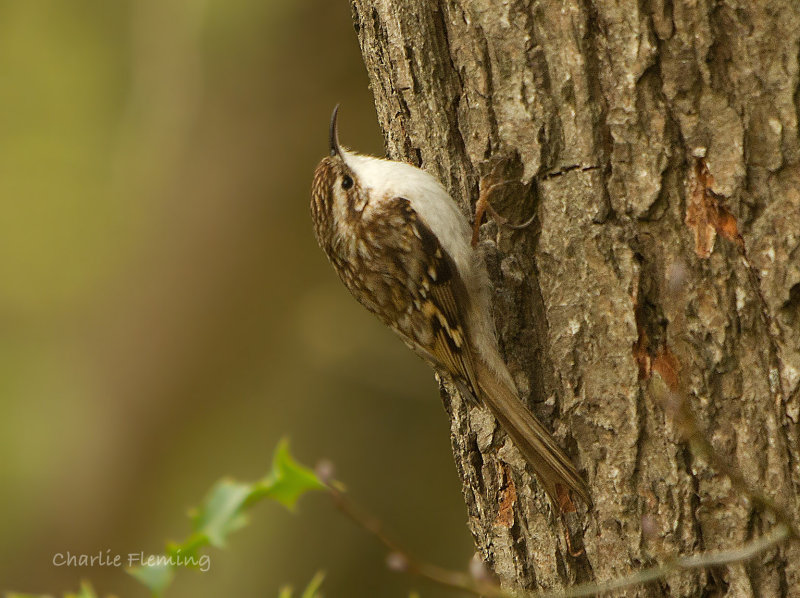 Treecreeper - Certhia familiaris