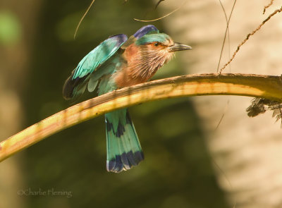 Indian Roller - Coracias benghalensis