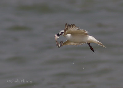  Whiskered Tern (Chlidonias hybridus)