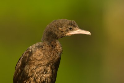 Microcarbo niger -  (Little Cormorant) 
