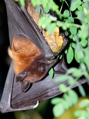 Short-nosed Indian fruit bat (Cynopterus sphinx) 