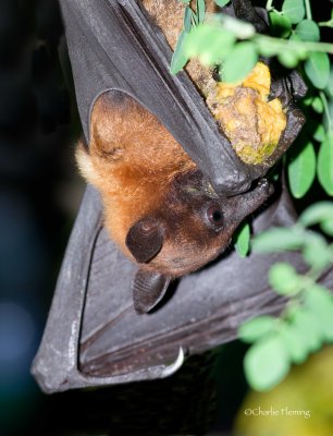 Short-nosed Indian fruit bat (Cynopterus sphinx) 