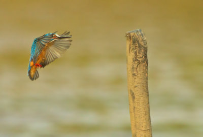 Alcedo athis bengalensis